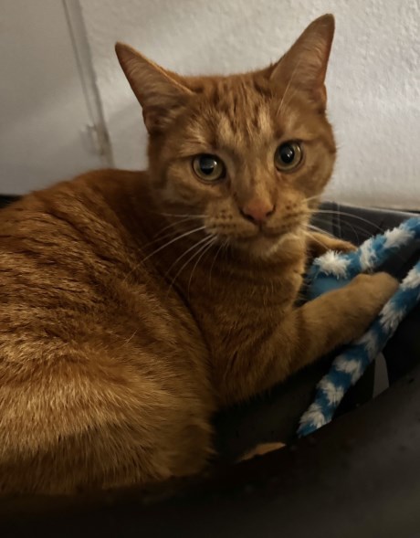 Kat Europese korthaar of huiskat