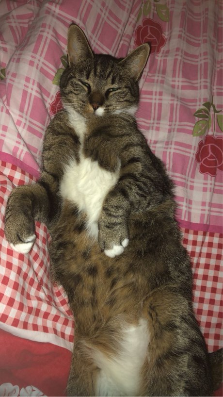 Kat Europese korthaar of huiskat