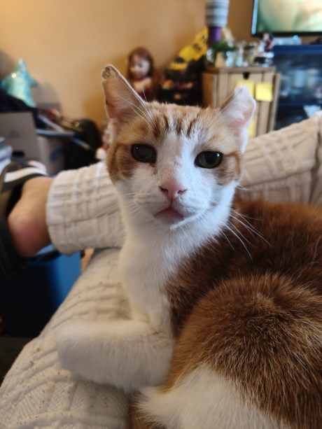 Kat Europese korthaar of huiskat