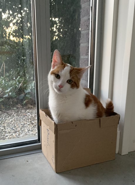 Kat Europese korthaar of huiskat