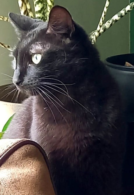 Kat Europese korthaar of huiskat