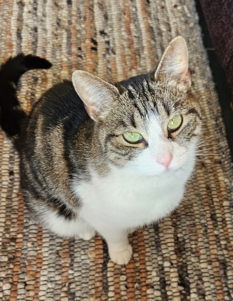 Kat Europese korthaar of huiskat