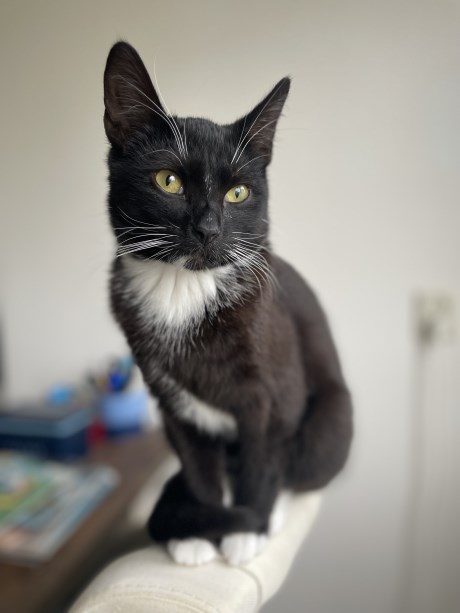 Kat Europese korthaar of huiskat