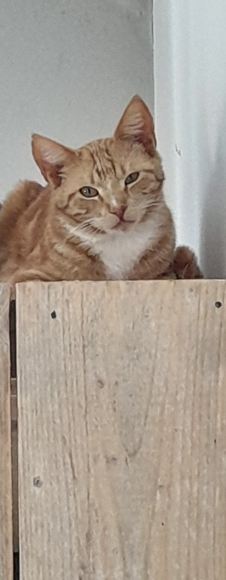 Kat Europese korthaar of huiskat