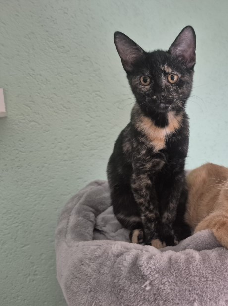 Kat Europese korthaar of huiskat