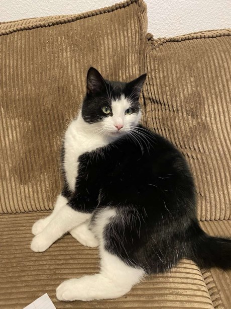 Kat Europese korthaar of huiskat