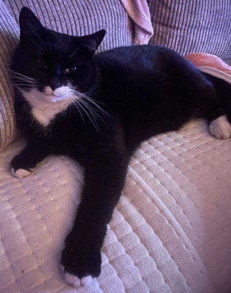 Kat Europese korthaar of huiskat