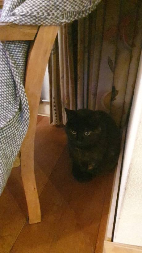 Kat Europese korthaar of huiskat