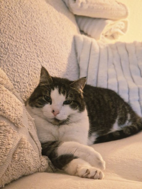 Kat Europese korthaar of huiskat