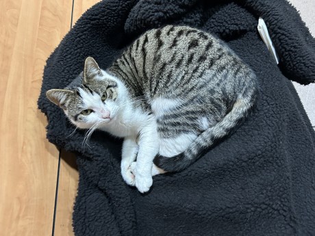 Kat Europese korthaar of huiskat