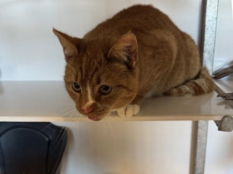 Kat Europese korthaar of huiskat