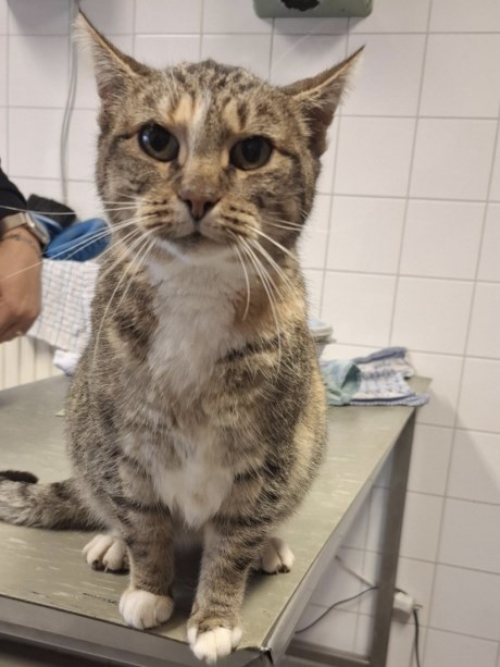 Kat Europese korthaar of huiskat