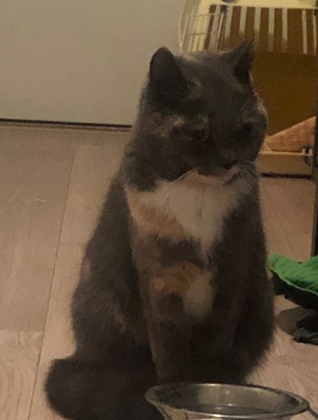 Kat Europese korthaar of huiskat