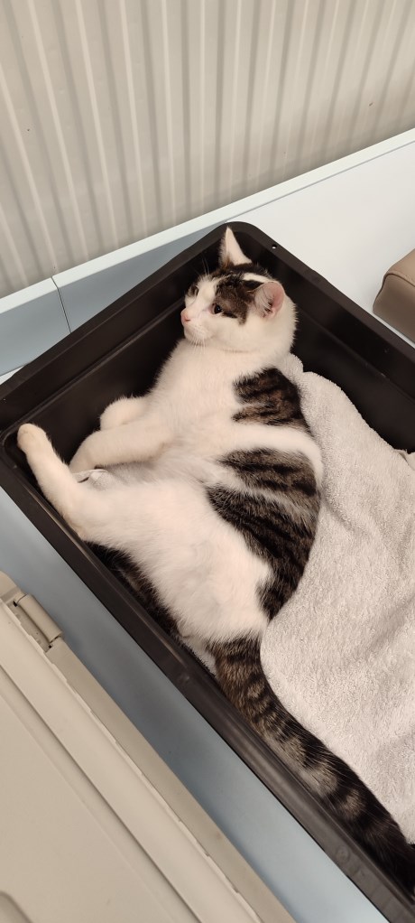 Kat Europese korthaar of huiskat