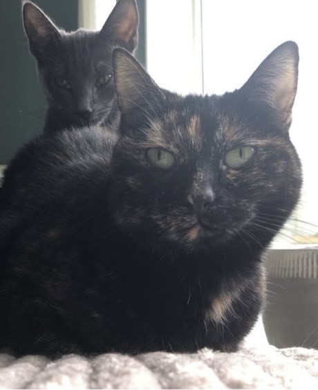 Kat Europese korthaar of huiskat