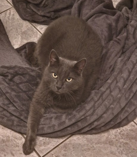 Kat Europese korthaar of huiskat