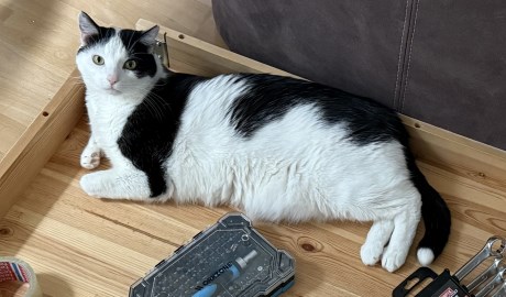 Kat Europese korthaar of huiskat