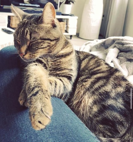 Kat Europese korthaar of huiskat