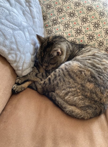 Kat Europese korthaar of huiskat