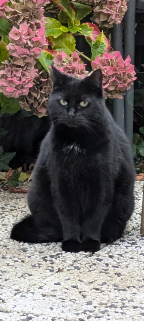 Kat Brits korthaar X