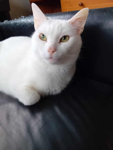 Kat Europese korthaar of huiskat