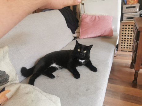 Kat Europese korthaar of huiskat