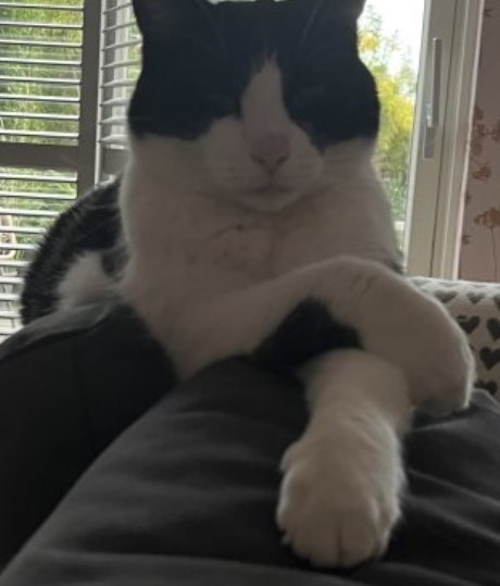 Kat Europese korthaar of huiskat