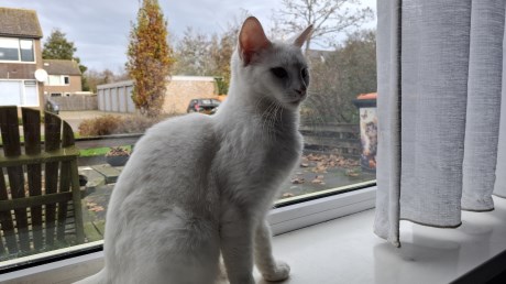 Kat Europese korthaar of huiskat