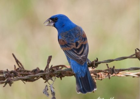 Vogel Overige rassen