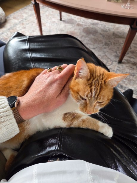 Kat Europese korthaar of huiskat