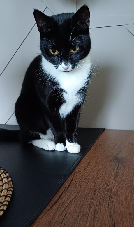 Kat Europese korthaar of huiskat