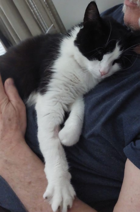 Kat Europese korthaar of huiskat