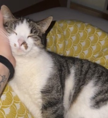 Kat Europese korthaar of huiskat