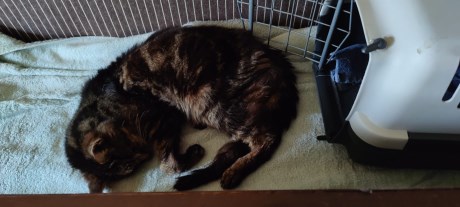 Kat Europese korthaar of huiskat