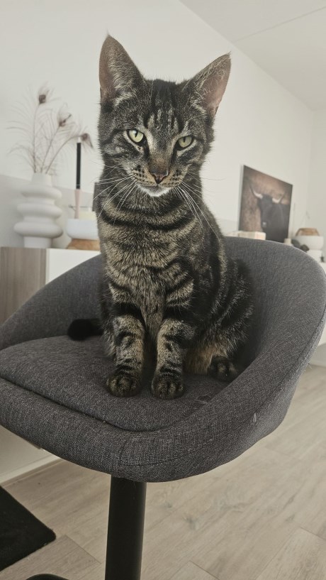 Kat Europese korthaar of huiskat