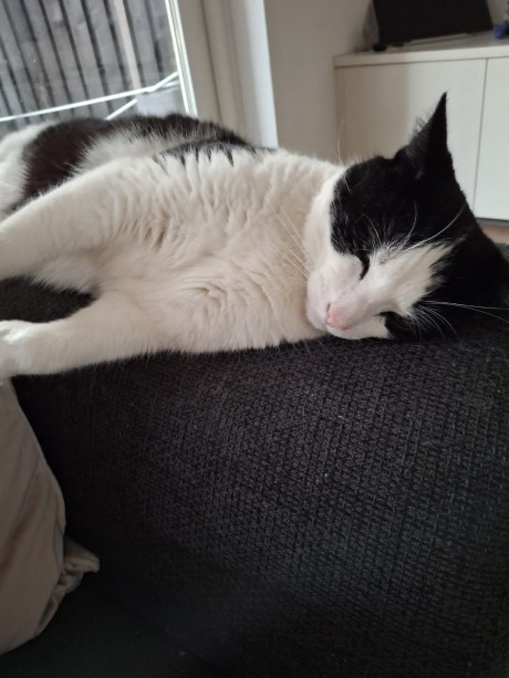 Kat Europese korthaar of huiskat