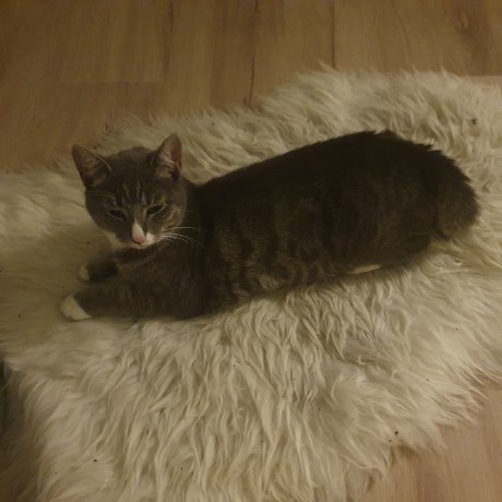 Kat Europese korthaar of huiskat