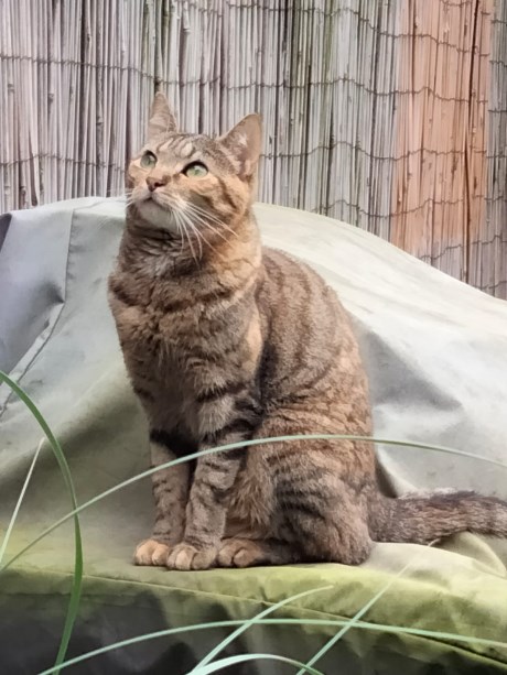 Kat Europese korthaar of huiskat