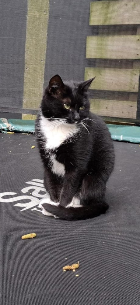 Kat Europese korthaar of huiskat