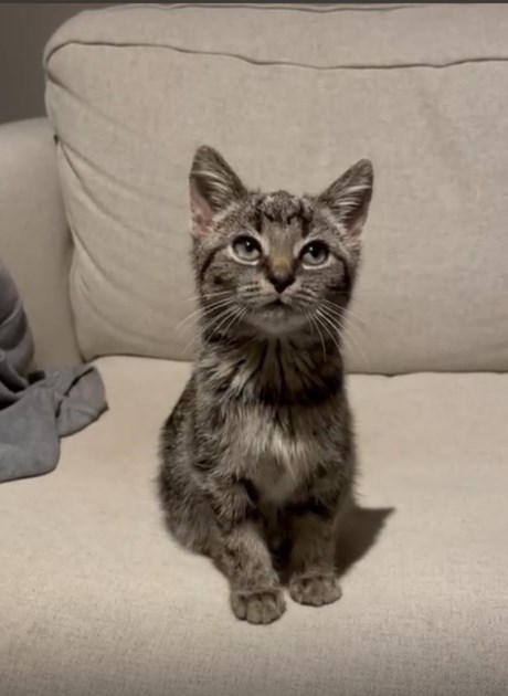 Kat Europese korthaar of huiskat