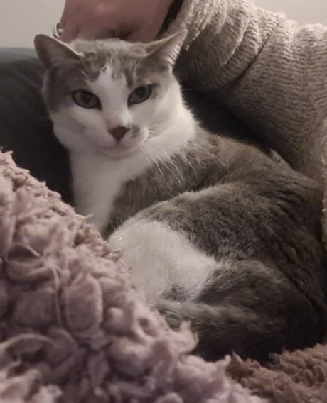 Kat Europese korthaar of huiskat