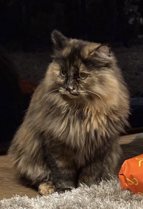 Kat Boskat/Siberisch