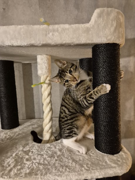 Kat Europese korthaar of huiskat