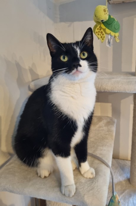 Kat Europese korthaar of huiskat