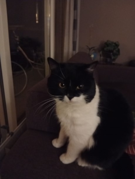 Kat Europese korthaar of huiskat