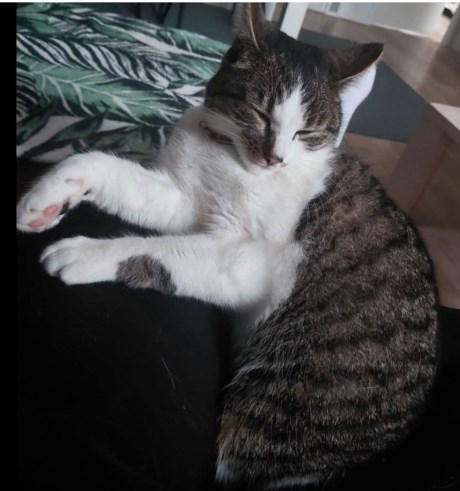 Kat Europese korthaar of huiskat