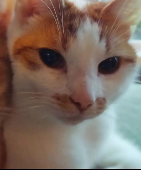 Kat Europese korthaar of huiskat