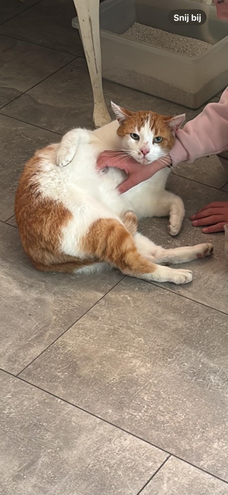 Kat Europese korthaar of huiskat