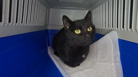 Kat Europese korthaar of huiskat