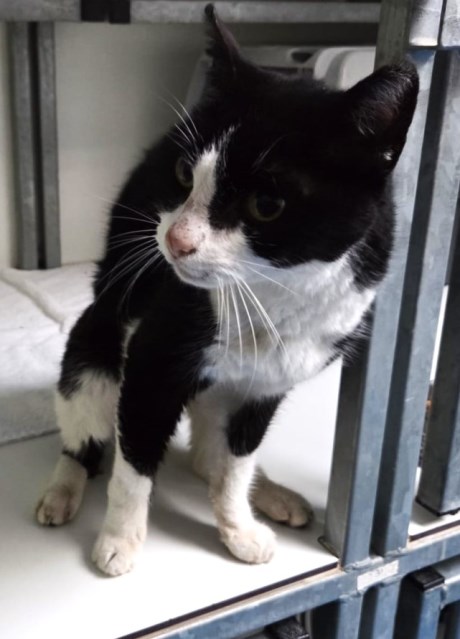 Kat Europese korthaar of huiskat